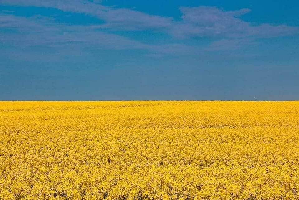 Flag of Ukraine, Blue sky and Golden-Yellow Field in Ukraine